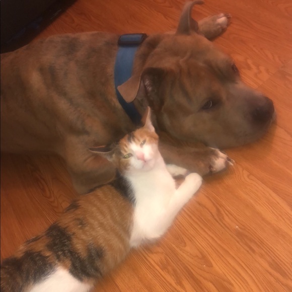 Meet your Posher, Shanice - Picture 1 of 1